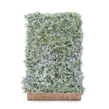 Ivy screen (Hedera helix 'Glacier') 180cm high 120cm wide (Pre Order July)